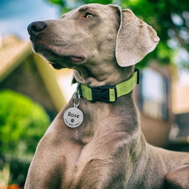 Адресники для тварин Фото